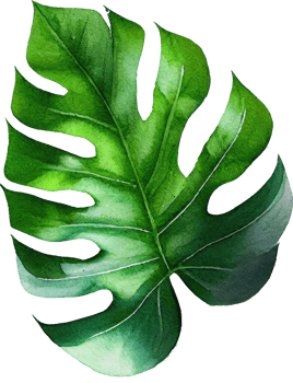 Monstera Leaf Watercolor Illustration png