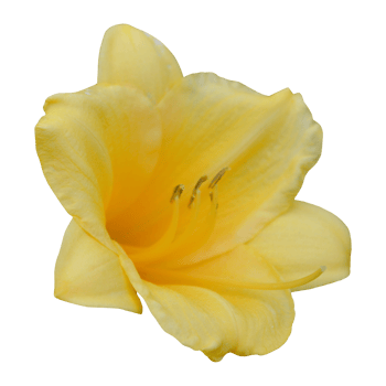yellow flower cutout png