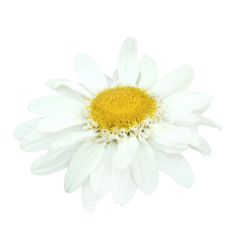 white daisy flower png