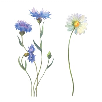 Blue Cornflower herb and chamomile, watercolor vector illustration.