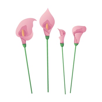 Set of pink calla flowers. Elegant floral greeting card wedding. Spring flowers. International Women's Day, 8 March. Romantic Mother's Day design for greeting card, poster, postcard, flyer. vector