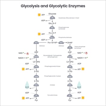 Glycolysis biochemistry science vector illustration diagram