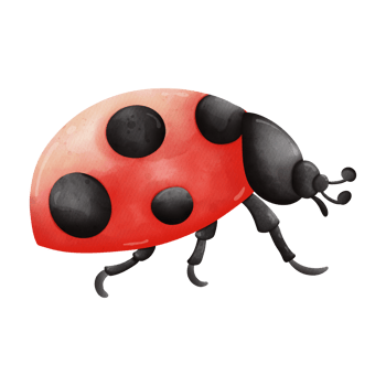 Watercolor single ladybug insect animal, Spring Season illustration Element png