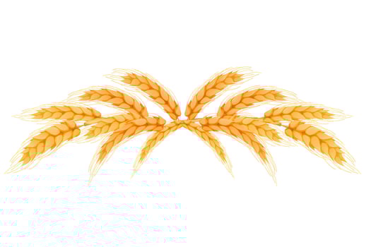 Wreath border from spikelets, golden color wheat horizontal frame in cartoon style isolated on white background. For bakery, tags or labels. Vector illustration