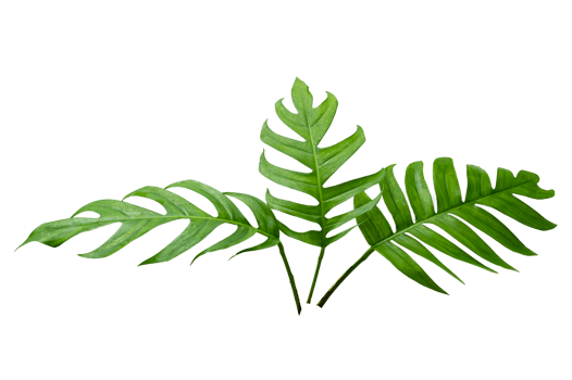 Monstera leaves leaves with Isolate  Leaves on transparent background PNG file