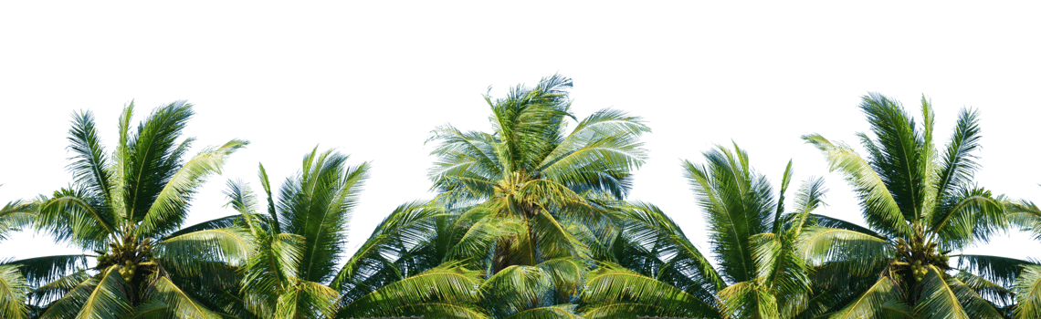 palm tree in the wind. coconut tree for summer decoration on transparent background png