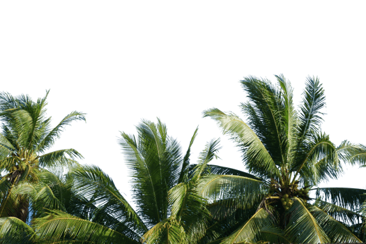 palm tree in the wind. coconut tree for summer decoration on transparent background png