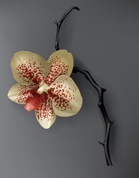 Tropical black, red and gold orchid flower on dark vector