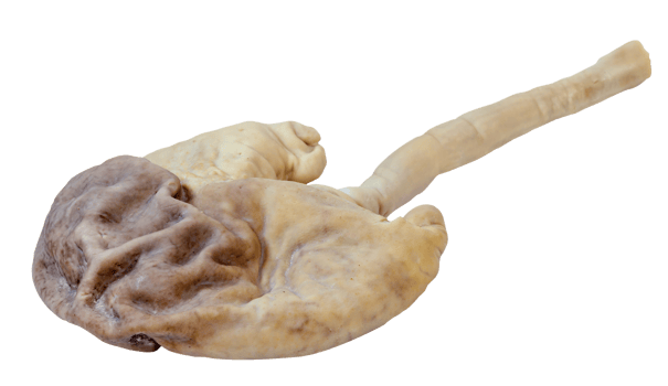 pork stomach isolated png