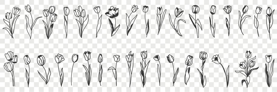 Tulip flowers decoration doodle set. Collection of hand drawn various blooming tulip floral pattern decorations wallpaper in rows isolated on transparent vector