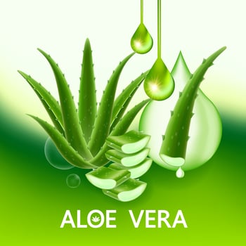 aloe vera collagen and serum for skin care cosmetic vector