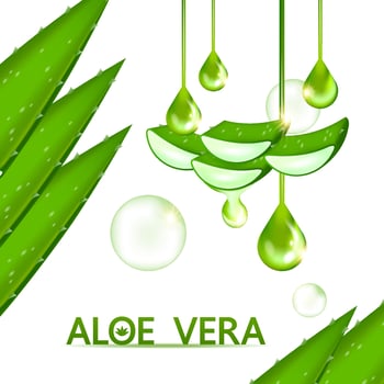 aloe vera collagen and serum for skin care cosmetic vector