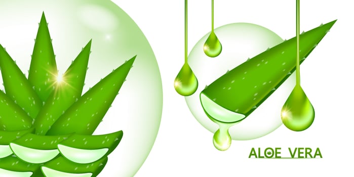 aloe vera collagen and serum for skin care cosmetic vector