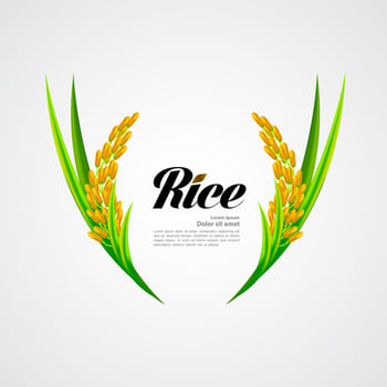 Premium Rice great quality design concept  vector. vector