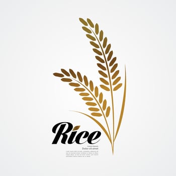 Premium Rice great quality design concept  vector. vector