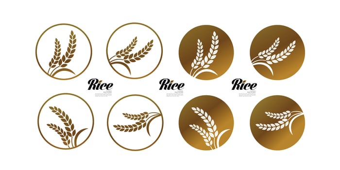 Premium Rice great quality design concept  vector. vector