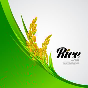 Premium Rice great quality design concept  vector. vector
