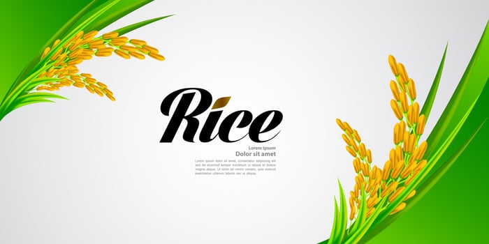 Premium Rice great quality design concept  vector. vector