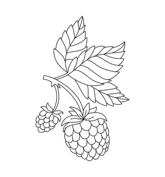 Raspberry doodle Vector illustration coloring book for Kids