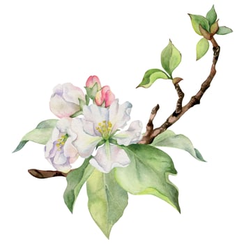 Hand drawn watercolor apple flowers on branch with leaves, white, pink and green. Square composition Isolated on white background. Design for wall art, wedding, print, fabric, cover, card, invitation vector