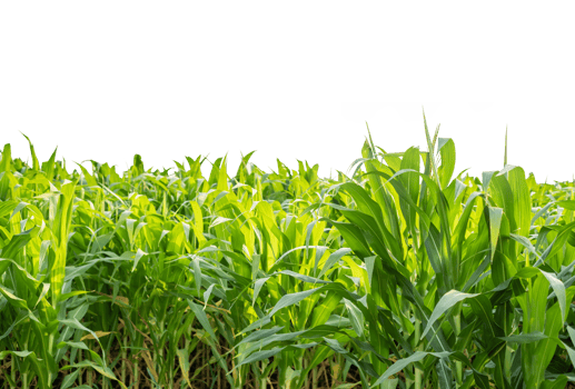 Green Corn field isolated on transparent background, Corn tree, PNG File