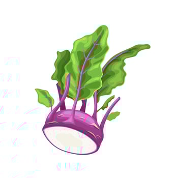 kohlrabi purple cartoon vector illustration