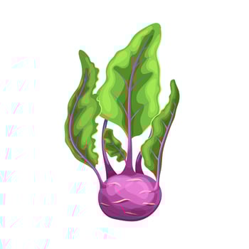 kohlrabi purple cartoon vector illustration