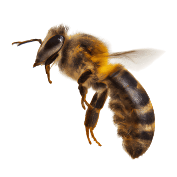 close up of bee flying. png