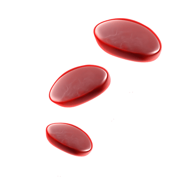 Red blood cell png