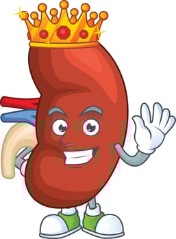 Right human kidney Cartoon character vector