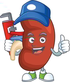 Right human kidney Cartoon character vector