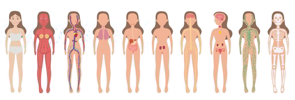 Body System Woman Human Set vector