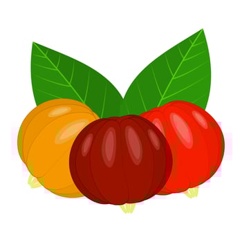 Surinam Cherry Fruit Is A Fruit That Has A Sweet And Sour Taste. Usually This Fruit Grows A Lot In Latin America vector