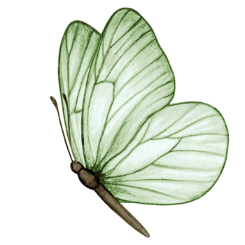 Watercolor hand drawn butterfly png