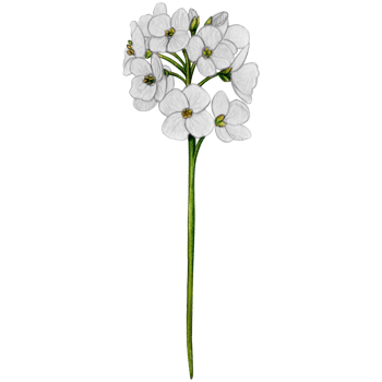 Watercolor hand drawn chuckoo flower png