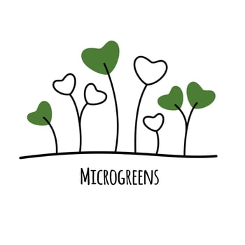 Vector illustrations of Microgreens Icons Isolated on White Background. Decorative element for your design.