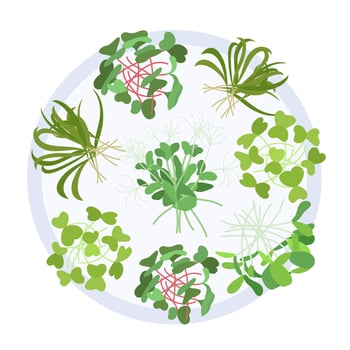 Colored microgreen assorted seeds peas onion radish beet and others. Vector illustration. Collection of edible plants for healthy nutrition.