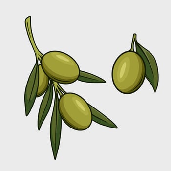 A drawing of a branch of olives with green leaves vector