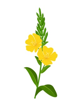 Vector illustration, evening primrose or Oenothera biennis, isolated on white background.