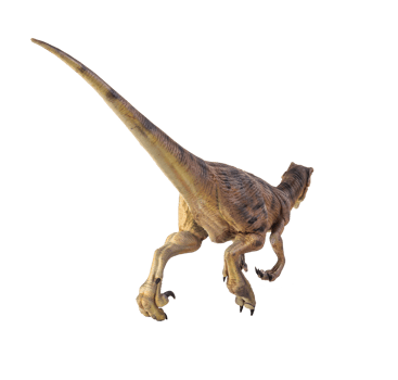 dinosaur , Velociraptor  isolated background png