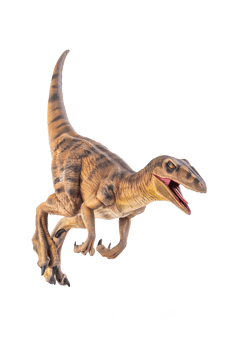 dinosaur , Velociraptor  isolated background png