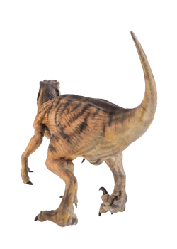 dinosaur , Velociraptor  isolated background png
