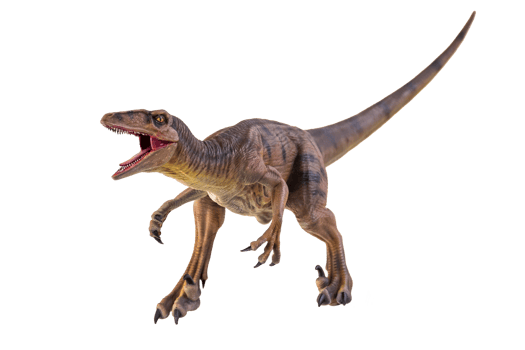 dinosaur , Velociraptor  isolated background png