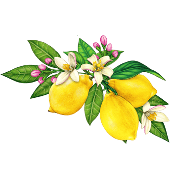 watercolor elegant lemon compositions png