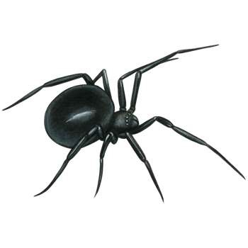watercolor hand drawn realistic venomous spider png