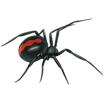 watercolor hand drawn realistic venomous spider png