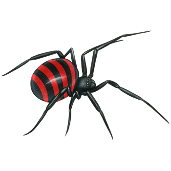 watercolor hand drawn realistic venomous spider png