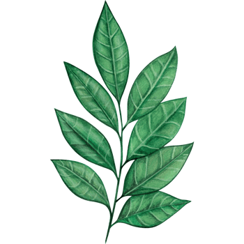 watercolor green leaves decoration png
