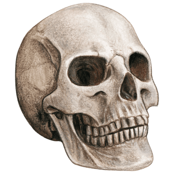 Watercolor hand drawn realistic human skull png
