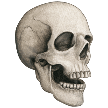 Watercolor hand drawn realistic human skull png